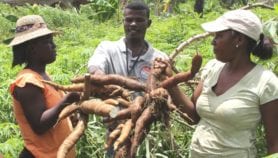 Côte d’Ivoire : Un outil TIC pour détecter les maladies du manioc