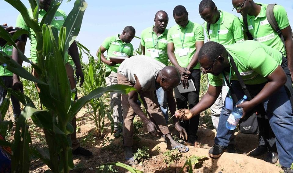 Researches working for improved seeds