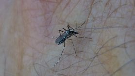 Tchad : Les autorités sanitaires confondent le chikungunya au paludisme