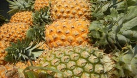 Des chercheurs transforment les déchets d’ananas en aérogels
