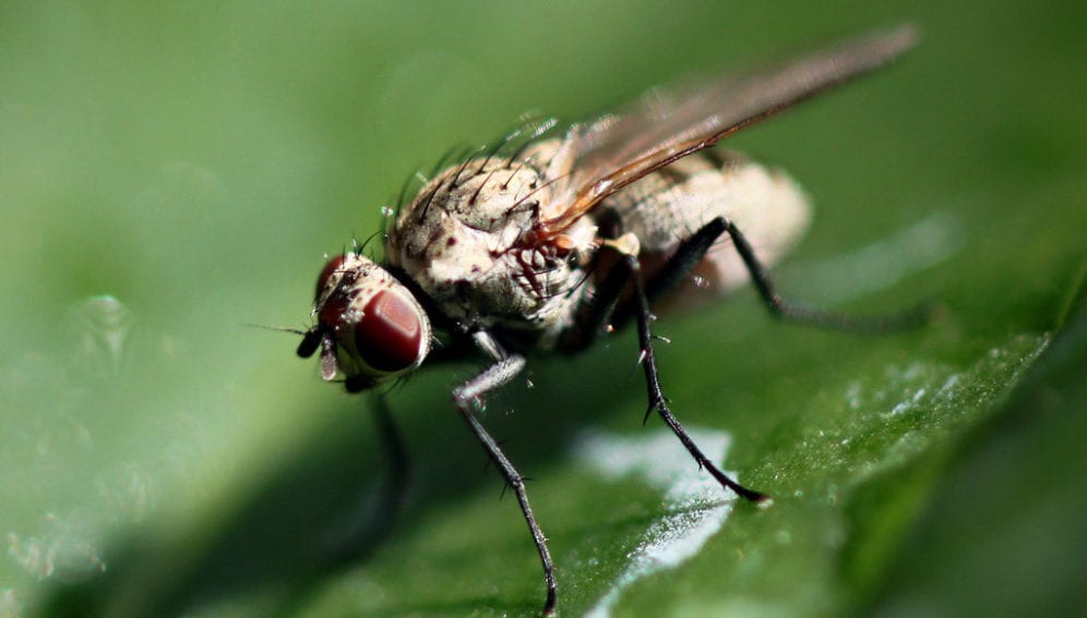 Tsetse fly