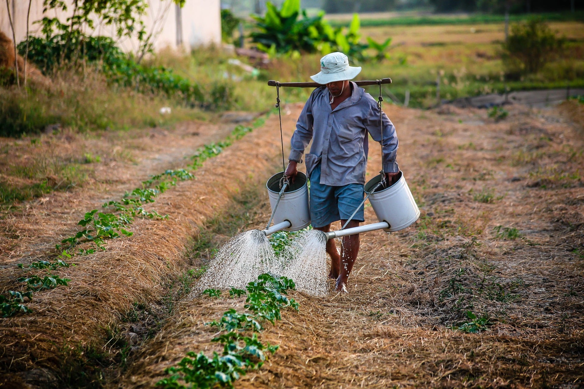 Les Jeunes Africains Doivent Faire Carriere Dans L Agriculture Afrique Sub Saharienne