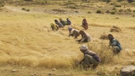 Le changement climatique « a ralenti la productivité agricole mondiale »