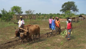 Des recettes pour attirer les jeunes dans l’agro-industrie en Afrique