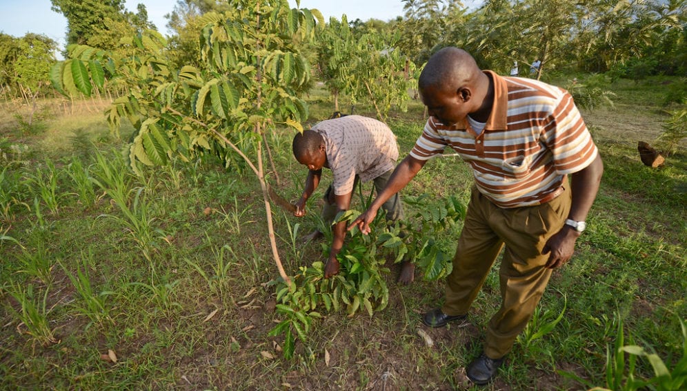 "Multipurpose trees in Lower Nyando" by CGIAR Climate is licensed under CC BY-NC-SA 2.0