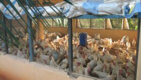 « G-Avicole », l’application qui révolutionne l’élevage de poules