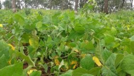 Vulgariser la culture des légumineuses pour préserver les sols et la nature