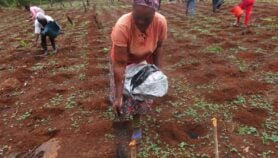 Le biochar, un engrais biologique pour améliorer la production agricole
