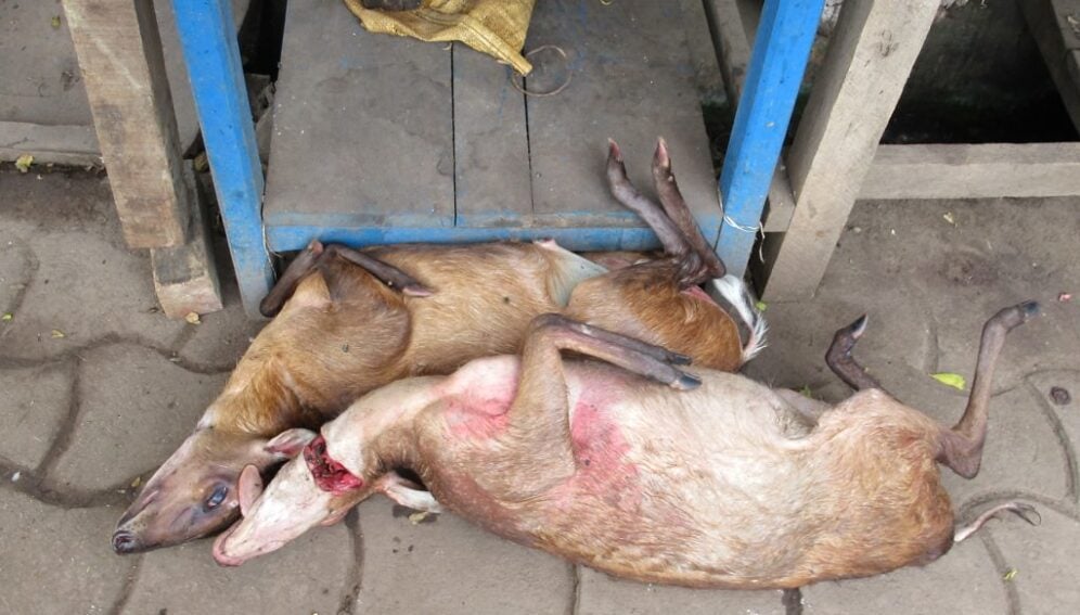 The sitatunga is a small antelope hunted as "bushmeat" in Gabon, Central Africa. These unfortunate creatures were for sale at a roadside market in Franceville.