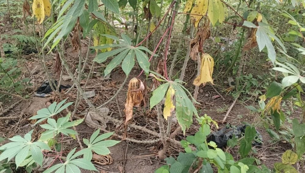 Casava plant