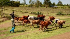 L’élevage bovin sous la menace du stress thermique