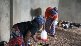 Recycler la fiente de poules pour réchauffer les poussinières