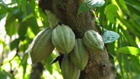 Les fortes pluies, principale menace pour la culture du cacao