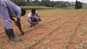 Une bactérie pour fertiliser le sol et booster la production du niébé