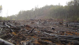 La perte du couvert forestier jette un doute sur les objectifs climatiques