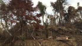 RDC : La déforestation au parc de Kahuzi-Biega n’est pas le fait des Batwa