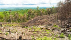 Le monde perd 220 millions d’hectares de forêts tropicales en 30 ans