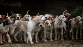Rage : Une application réduit de moitié le temps de vaccination des chiens