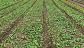 Burundi : L'agriculture hors-sol pour faire face à la rareté des terres -  Afrique Sub-Saharienne