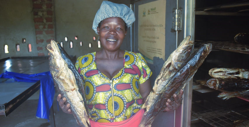 Namirimu Christine, a member of Kiyindi Women Fish Processor’s Association displays smoked Nile Perch using the kiln ready for sale. Photo by Abraham Kibirige.