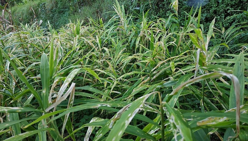 Ginger garden
