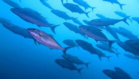 Acidification et réchauffement des océans affectent la pêche