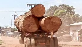 Un nouveau procédé pour savoir l’origine du bois illégal