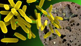 Une nouvelle voie pour contourner la résistance des microbes aux antibiotiques