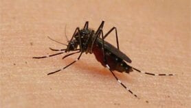 Des directives de l’OMS sur les moustiques génétiquement modifiés