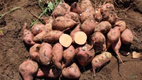 Côte d’Ivoire : Une patate douce aux mille et une vertus