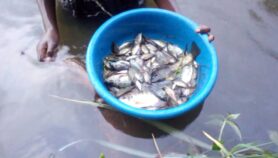 RDC : Mystère sur les causes de la mort soudaine de poissons dans le lac Kivu
