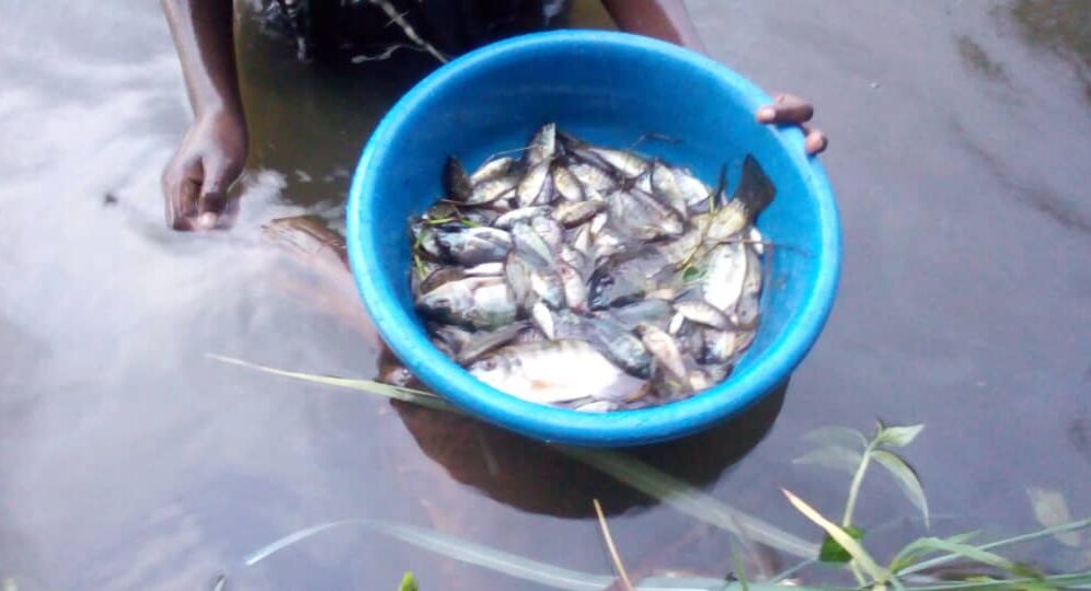 RDC : Mystère sur les causes de la mort soudaine de poissons dans le lac  Kivu - Afrique Sub-Saharienne