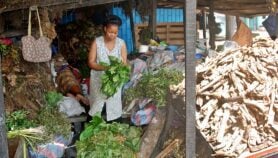 Cameroun : Médecins et tradipraticiens attendent les modalités de collaboration