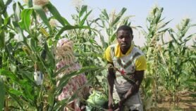Plus que le climat, la dégradation des sols réduit les rendements de maïs