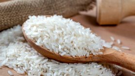 Une variété de riz sans danger pour les diabétiques