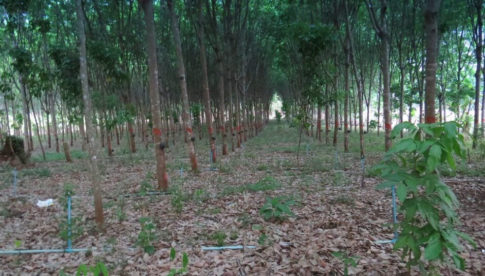 Rubber tree arm