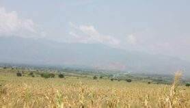 RDC : La plaine de la Ruzizi sous la menace d’une insécurité alimentaire