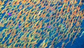 La migration des poissons affaiblit la filière pêche en Afrique de l’Ouest