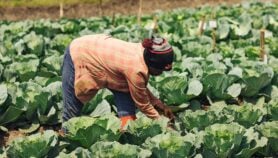 Rwanda : Des semences résistantes aux aléas du climat boostent la production