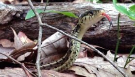 Faire des morsures de serpent une priorité de santé publique