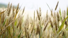 Le Sénégal crée des variétés de blé tolérant la chaleur