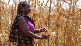 Bénin : La femme rurale ignorée dans la riposte au changement climatique