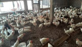 Togo : La hausse des températures menace la production avicole