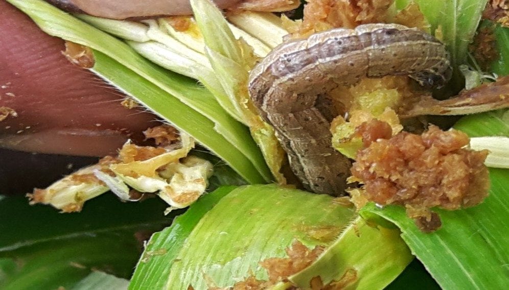 fall-armyworm-on-maize-rwanda main