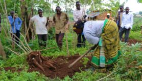 La science trouve une solution pour vaincre la mosaïque du manioc