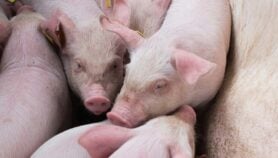 Un nouveau moyen de lutte contre la peste porcine africaine