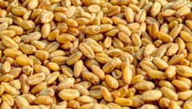 Le Sénégal produit 8 types de blé adaptés à la chaleur