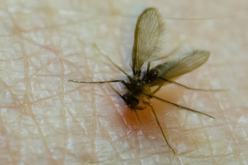 A sand fly feeding on human blood. The bite of infected female sand flies is responsible for transmitting the parasite that causes leishmaniasis

