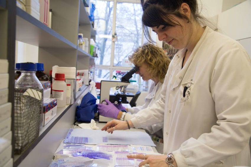 Researchers Katrien Vanbocxlaer (at the front) and Vanessa Yardley examine slides of smears from mouse liver and spleen in a LSHTM lab. These are the organs that are infected by visceral leishmaniasis
