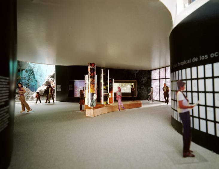 Two big semicylindrical aquariums show how evolved the Pacific and the Caribbean to be separated by the creation of the Isthmus, in the room 'Divided oceans'.
